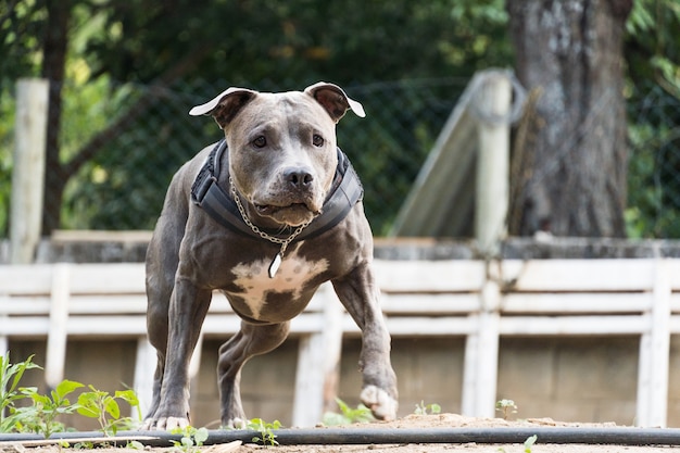 Pit bull hond rennen en spelen op het land van een huis in aanbouw. selectieve aandacht.