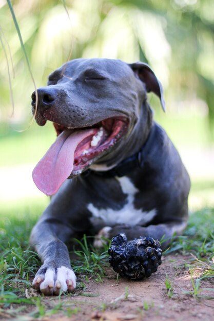 Фото Собака щенка питбуля играет и развлекается в парке. выборочный фокус.