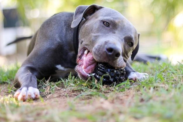 Pit bull puppy dog playing and having fun in the park. Selective focus.