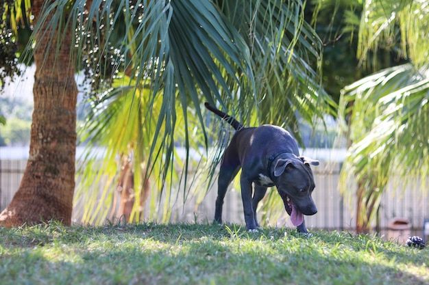 Pit bull puppy dog playing and having fun in the park. Selective focus.