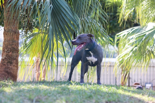 Pit bull puppy dog playing and having fun in the park. Selective focus.