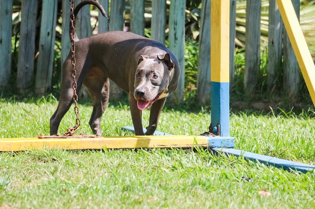 公園で遊んで楽しんでいるピットブルの子犬の犬。セレクティブフォーカス。