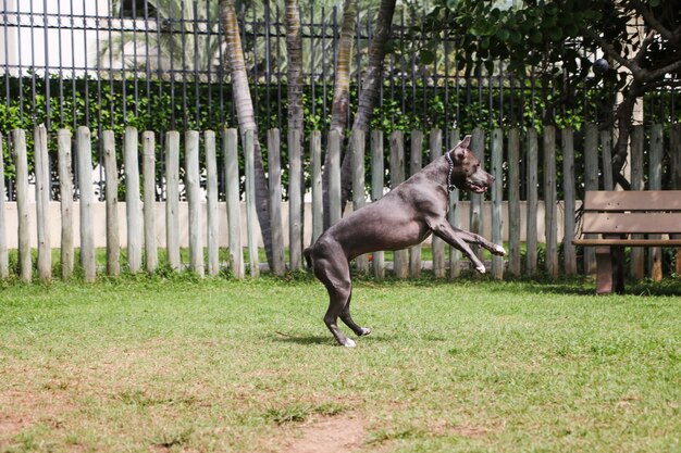 公園で遊んで楽しんでいるピットブルの子犬の犬。セレクティブフォーカス。