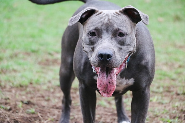 Pit bull puppy dog playing and having fun in the park. Selective focus.