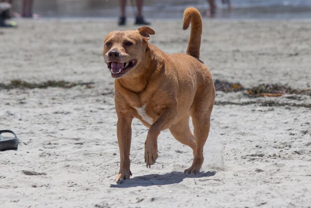 ドッグビーチで遊ぶピットブル柴犬ミックス