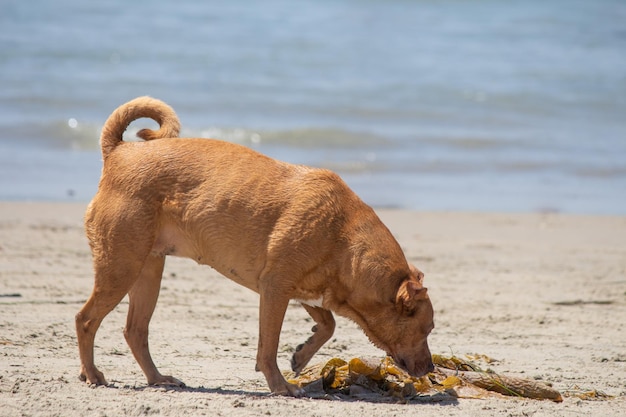 ドッグビーチで遊ぶピットブル柴犬ミックス