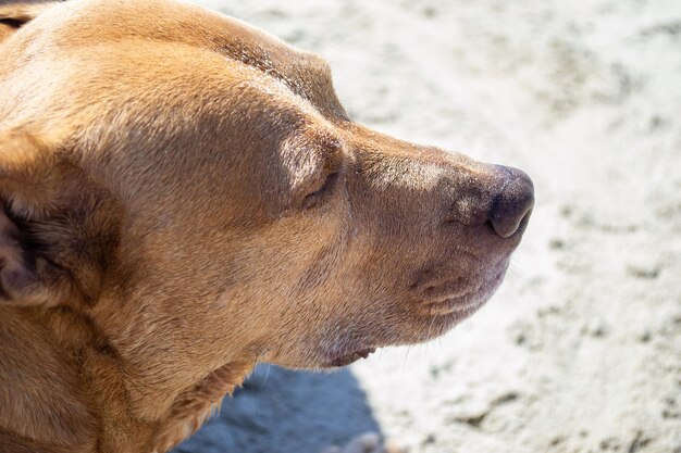 ピットブル柴犬ミックス砂遊びとドッグビーチでの水泳