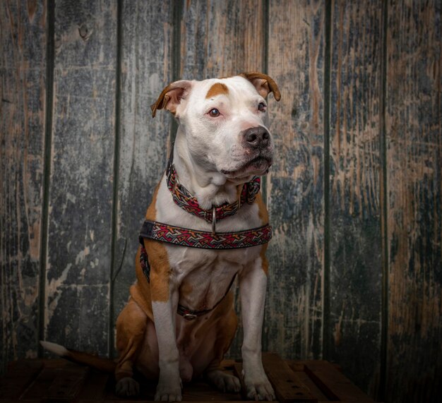 Pit bull terrier near old wooden wall sitting on box from orange wood