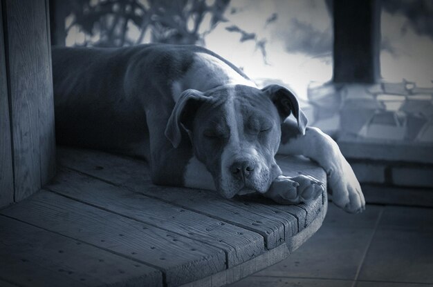 Photo pit bull terrier sleeping on wooden table