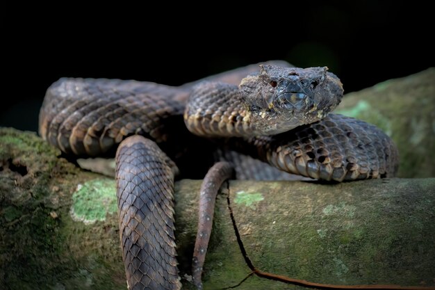 Pit Viper on twig