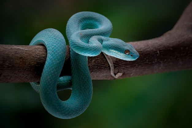 Photo pit viper on twig