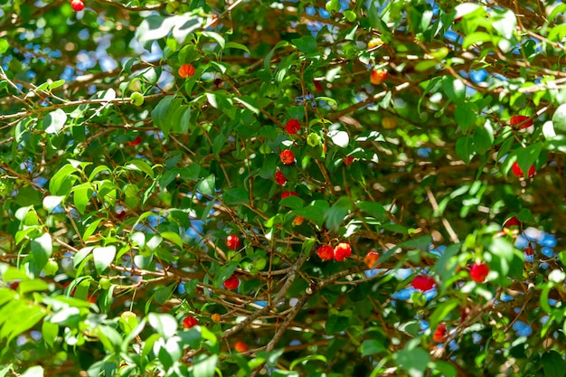 Pitanga (eugenia uniflora) is the fruit of pitangueira, dicotyledonous of the family of mirtaceae. It has the shape of globose fleshy balls, red, orange, yellow or black.