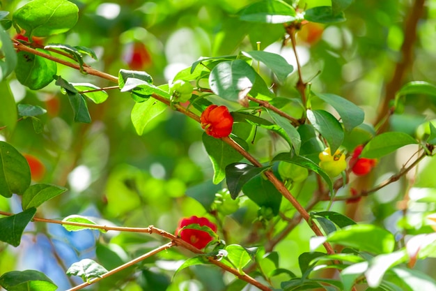 Pitanga (eugenia uniflora) is the fruit of pitangueira, dicotyledonous of the family of mirtaceae. It has the shape of globose fleshy balls, red, orange, yellow or black.