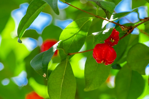 Pitanga (eugenia uniflora) is the fruit of pitangueira, dicotyledonous of the family of mirtaceae. It has the shape of globose fleshy balls, red, orange, yellow or black.