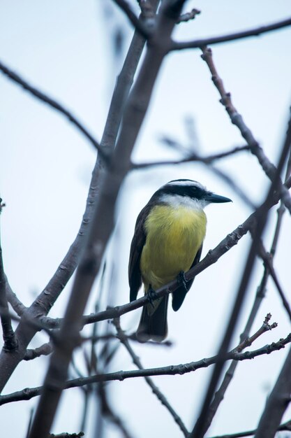 Pitangus sulphuratus Benteveo bevindt zich in een otonale boom