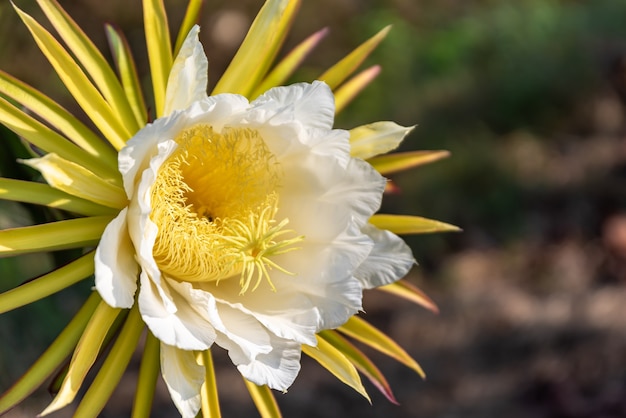 A pitaya flower with white petals and yellow stamens in full bloom