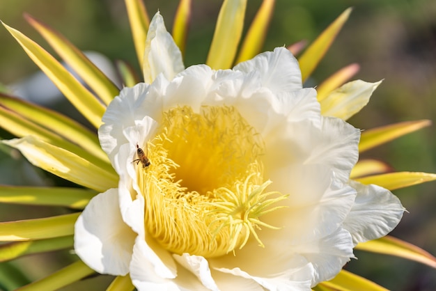 白い花びらと黄色いおしべが満開のピタヤの花