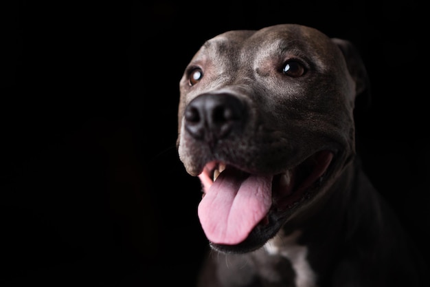 Pitbull blauwe neus hond geïsoleerd op donkere achtergrond Weinig licht Selectieve focus