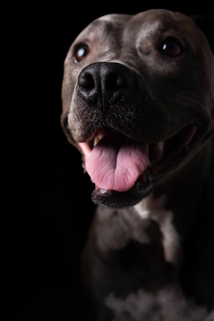 Pitbull blauwe neus hond geïsoleerd op donkere achtergrond Weinig licht Selectieve focus