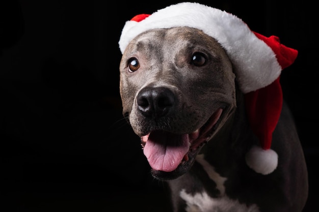 Pitbull blauwe neus hond met rode kerstman hoed Geïsoleerd op zwarte achtergrond voor Kerstmis Weinig licht Wachten tot de kerstman arriveert Selectieve aandacht