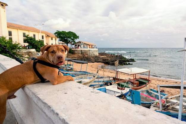 Pitbull dog looking at the sea against gray cloudy sky salvador bahia brazil