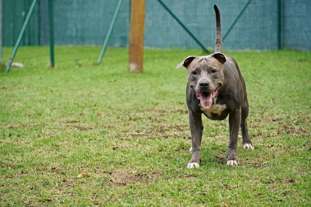 緑の芝生と公園でピットブル犬。犬の場所で遊ぶピットブル。セレクティブフォーカス。