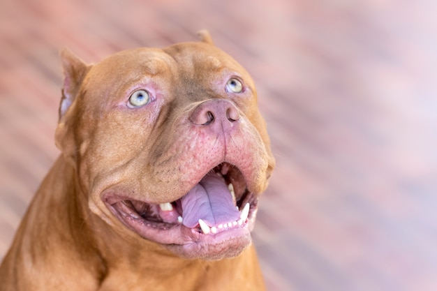 Pitbull dog staring at the victim with a determined eye