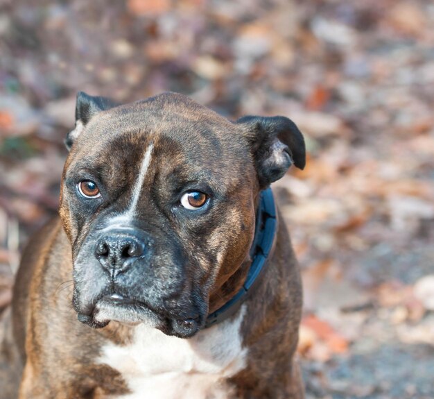 Photo pitbull dog