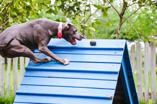 Pitbull-hond die de oprit beklimt terwijl hij behendigheid beoefent en speelt in het hondenpark. Ruimte voor honden met speelgoed van het type oprit en banden om te oefenen.