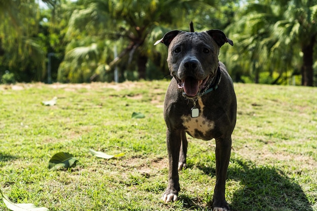 Pitbull-hond die in het park speelt De pitbull profiteert van de zonnige dag om plezier te hebben