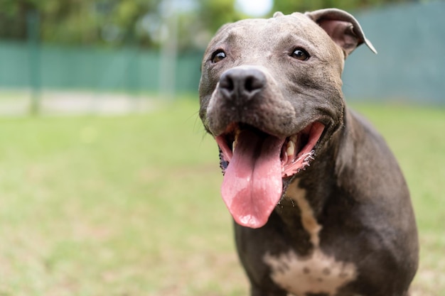 Pitbull-hond die in het park speelt Grasveld voor honden met oefenspeelgoed