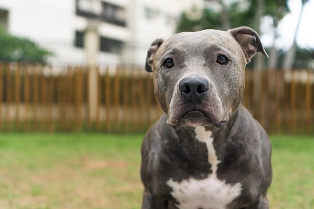 Pitbull-hond die in het park speelt Groen gras en houten palen rondom Selectieve focus