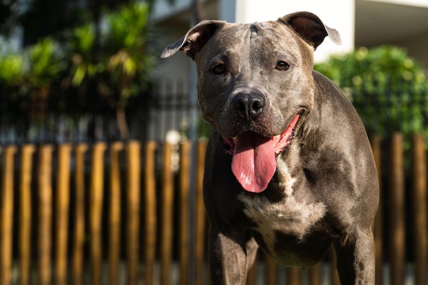 Pitbull-hond die in het park speelt Groen gras en houten palen rondom Zonsondergang Blauwe neus Selectieve focus