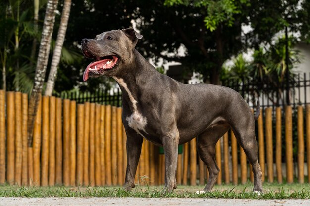 Pitbull-hond die in het park speelt Groen gras en houten palen rondom Zonsondergang Pitbull blauwe neus Selectieve focus