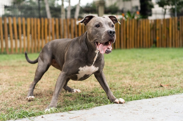 Pitbull-hond die in het park speelt Groen gras, vuile vloer en houten palen rondom Selectieve focus