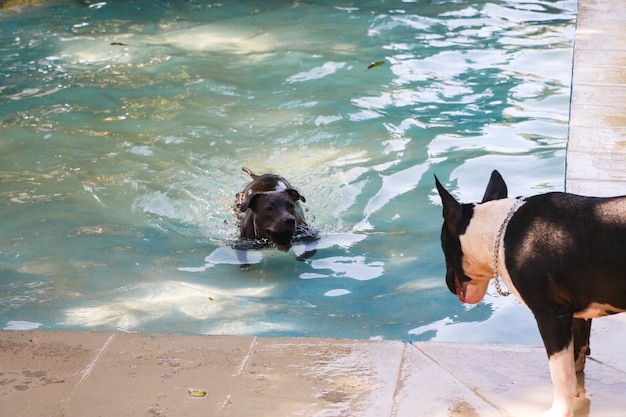 Pitbull-hond die in het zwembad zwemt en met een rond bull terrier-hond speelt. Zonnige dag in Rio de Janeiro.