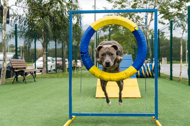 Pitbull-hond die over de band springt terwijl hij behendigheid beoefent en speelt in het hondenpark. hondenplaats met speelgoed zoals een helling en band voor hem om te oefenen.