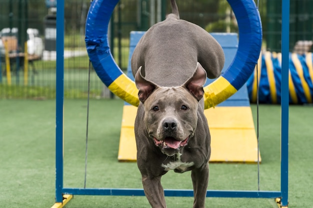 Pitbull-hond die over de band springt terwijl hij behendigheid beoefent en speelt in het hondenpark. Hondenplaats met speelgoed zoals een helling en band voor hem om te oefenen.