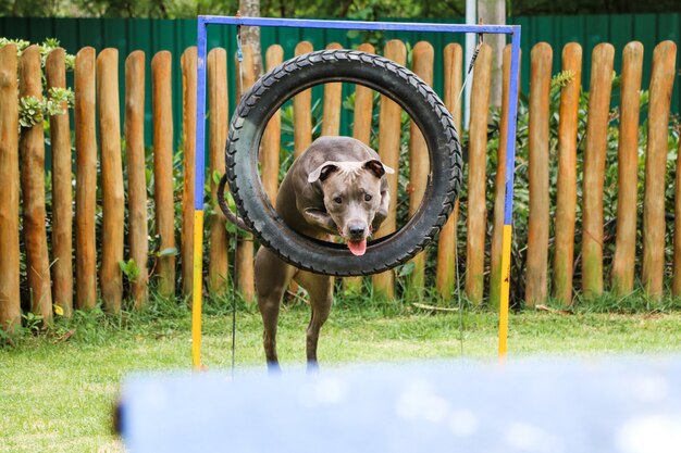 Pitbull-hond die over de band springt terwijl hij behendigheid beoefent en speelt in het hondenpark. Hondenplaats met speelgoed zoals een oprit en band voor hem om te oefenen.