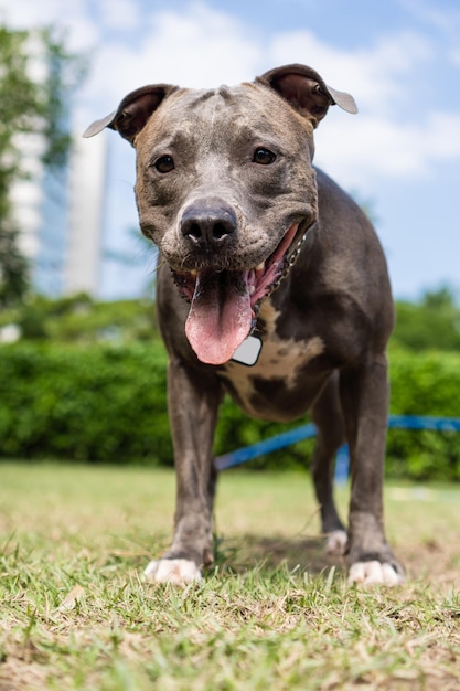 Pitbull-hond die over obstakels springt terwijl hij behendigheid beoefent en speelt in het hondenpark hondenplaats met speelgoed zoals een helling en band voor hem om te oefenen