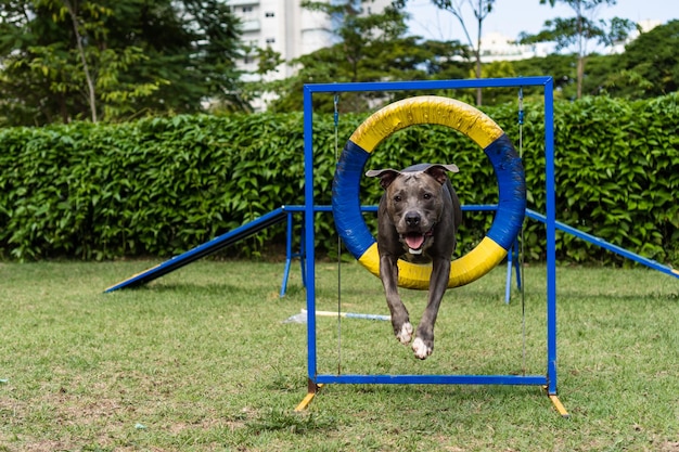 Pitbull-hond die over obstakels springt terwijl hij behendigheid beoefent en speelt in het hondenpark Hondenplaats met speelgoed zoals een helling en band voor hem om te oefenen