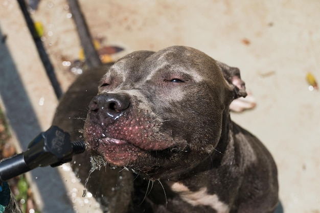 Pitbull hond drinkwater uit de kraan en spelen in het park op een zonnige dag. Selectieve aandacht.