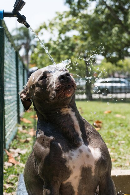 Pitbull hond drinkwater uit de kraan en spelen in het park op een zonnige dag. selectieve aandacht.