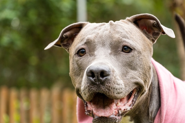 Pitbull-hond in een roze sweatshirt die op een koude dag in het park speelt.