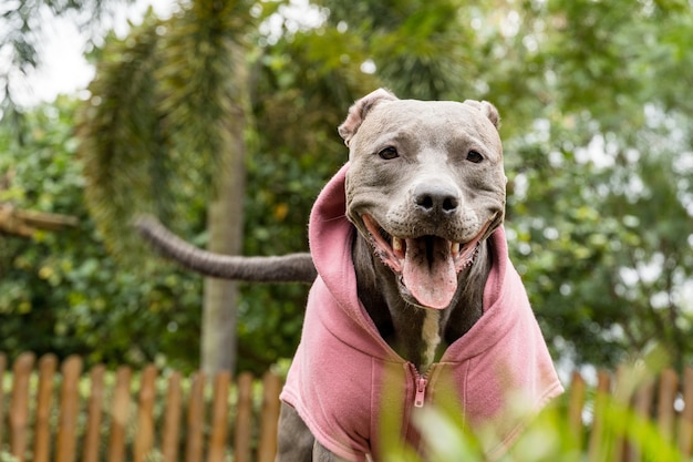 Pitbull-hond in een roze sweatshirt die op een koude dag in het park speelt.