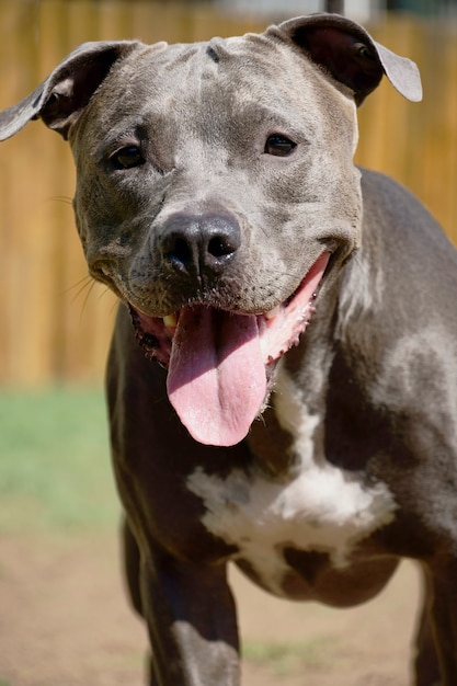 Pitbull hond in het park met groen gras en houten hek. Pitbull spelen in de huisdierenplaats.