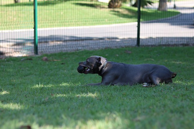 Pitbull hond in het park met groen gras. Pitbull spelen in de hond plaats. Selectieve aandacht.