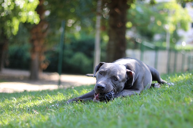 Pitbull hond in het park met groen gras. Pitbull spelen in de plaats van de hond. Selectieve aandacht.