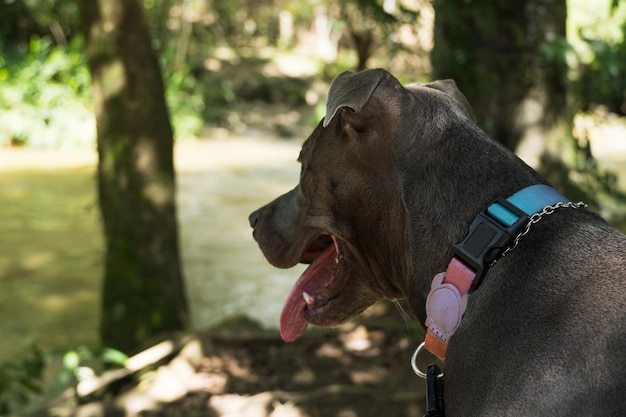 Pitbull hond kijken naar de rivier, zittend op de bank. Zonnige dag.