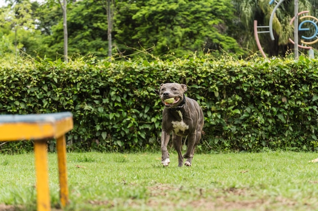 Foto pitbull hond oefenen behendigheid en spelen in het hondenpark hond plaats met speelgoed zoals een helling en band voor hem te oefenen